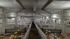 现代化养殖场通过恒温、